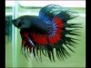 betta-crowntail